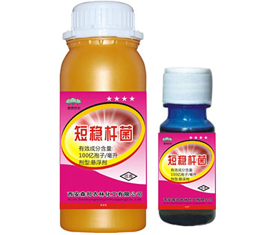 短稳杆菌